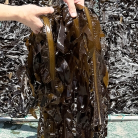 구룡포 자연산 돌미역 1kg (무료배송)