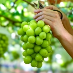 향부터 달콤한 고당도 산기슭 샤인머스켓 1kg (2-3수) (옵션다양) (무료배송)