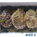 통영 해녀가 직접 채취하는 자연산 활 전복 1kg