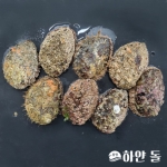 통영 해녀가 직접 채취하는 자연산 활 전복 1kg