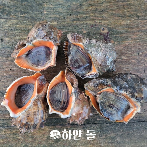 해녀가 직접 채취하는 자연산 참소라