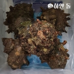 해녀가 직접 채취하는 자연산 뿔 소라