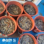 통영해녀가 직접 채취하는 자연산 해삼