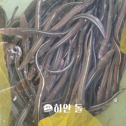 통영 싱싱한 장어 손질장어 1kg