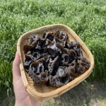 당일수확 국내산 친환경 무농약 생목이버섯 500g