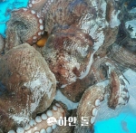 [통영] 해녀분들이 직접 잡으시는 자연산 돌 문어!! 손질 후 급냉 돌 문어 1kg(2미)