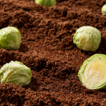 [출산선물] 제주 양배추 모유수유 3총사