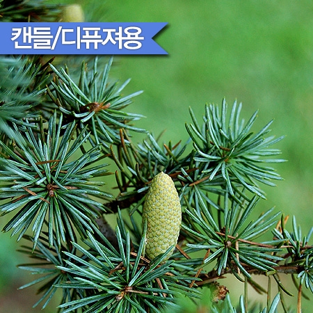 발삼시더우드 F.O(Balsam Cedarwood)