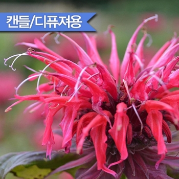 버가못캔들 F.O (Bergamot)