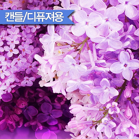 라일락블라섬 F.O (Lilac Blossom)