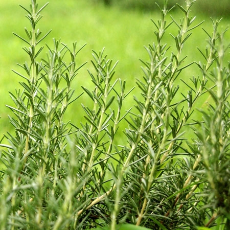 로즈마리 플로럴워터(Rosemary Floral Water)