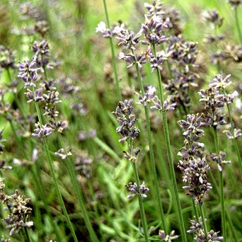 라벤더 워터 (Lavendar Water)