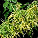 일랑일랑 워터 (Ylang Ylang Water)