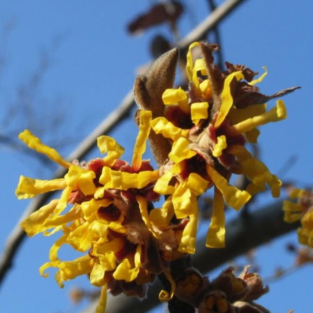 위치헤이즐 워터 (Witch hazel)