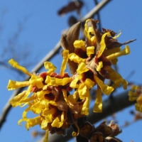 위치헤이즐 워터 (Witch hazel)