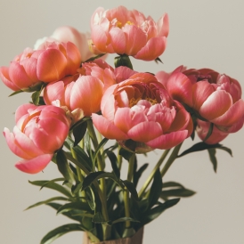 피오니 앤 블러쉬 향유