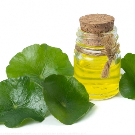 병풀 인퓨즈드 오일