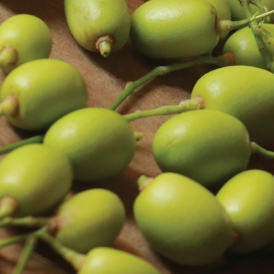 님 오일 (Neem Oil)