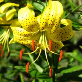 시트로넬라 에센셜 오일 ( Citronellla E.O)