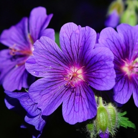 제라늄 에센셜 오일 ( Geranium E.O)
