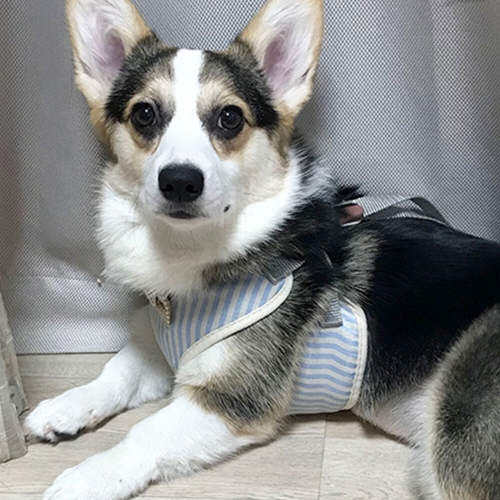 고양이 하네스 조끼형 대중소 강아지 가슴줄 하네스옷