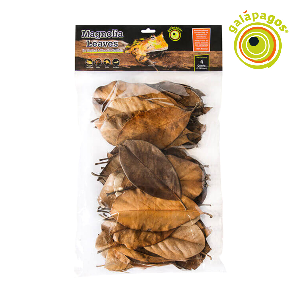 갈라파고스 매그놀리아 잎 (건조 목련잎)