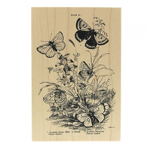 illustrated butterfly