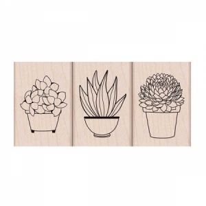 Succulent Trio