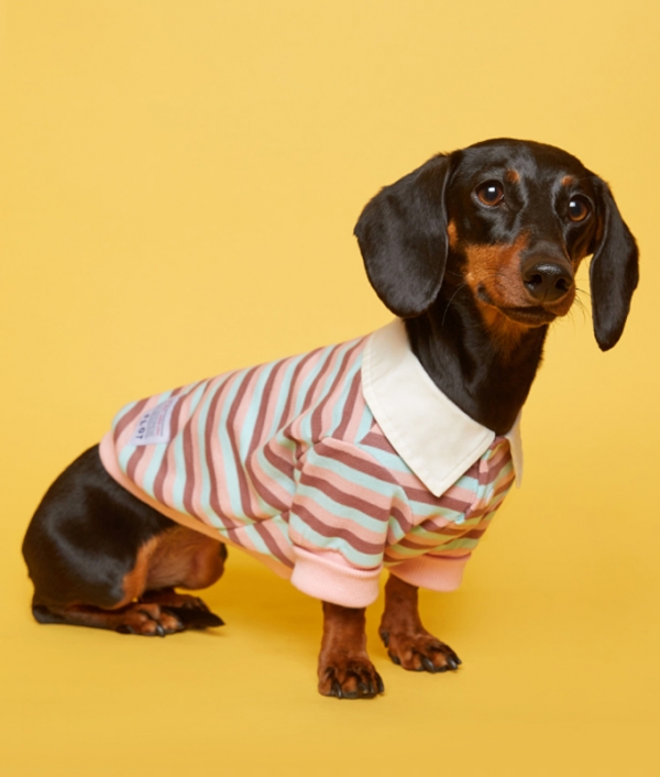 플로트 스트라이프 럭비 셔츠 핑크스카이 강아지옷