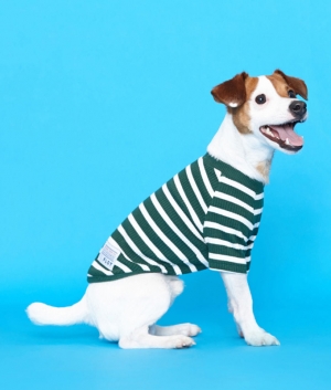 플로트 스탠다드 골지티셔츠 그린 강아지옷
