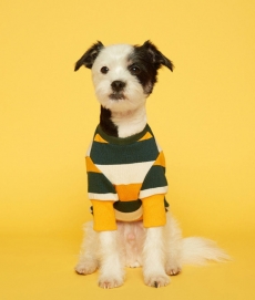 플로트 스탠다드 맨투맨 옐로우그린 강아지옷