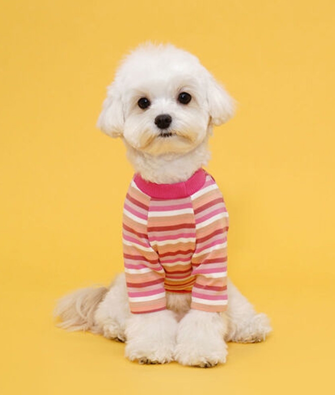 플로트 레인보우스트라이프티셔츠 강아지옷 핑크