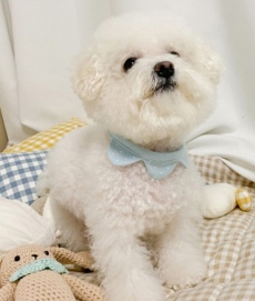 개달당 강아지 고양이 오가닉 왕관 턱받이