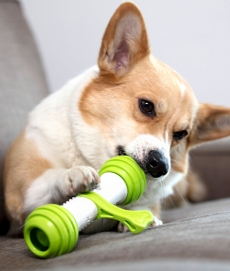 펫긱 플레이본 움직이는 강아지 운동 자동 장난감 (+스페어 키트)
