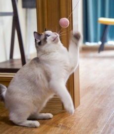 펫케어 캣매직스틱 고양이 양모볼 낚시대