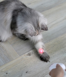 펫케어 레이저빗 고양이 레이저 포인터 장난감