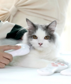 펫케어 레이저빗 고양이 레이저 포인터 장난감