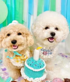 개달당 강아지 고양이 생일파티 딸랑이 케이크