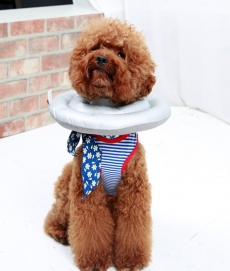 더플래 강아지 고양이 도넛 넥카라