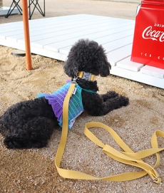 글로펫 소프트 목줄 (Soft Neck-collar)