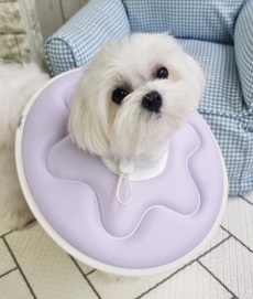 더플래 강아지 고양이 반반 초경량 넥카라