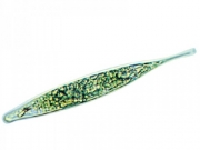 유글레나, Living smn