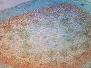 백합 줄기 횡단 슬라이드 smg