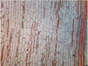 백합 줄기 종단면 슬라이드 smg