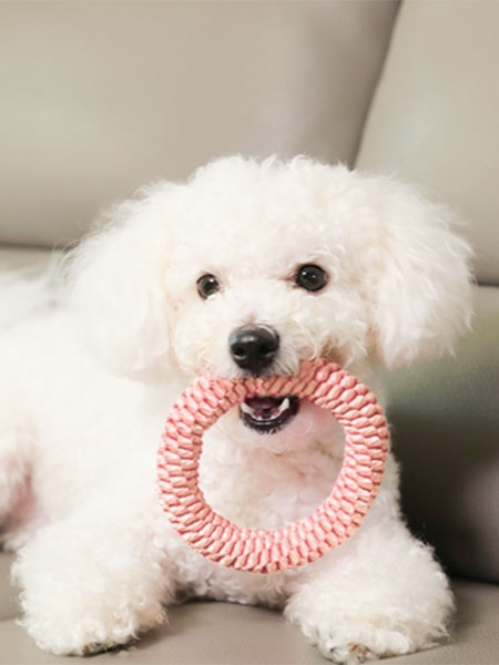 뽀시래기 치석제거 오링 (S/M)