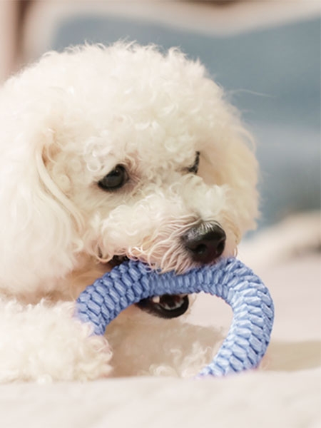 뽀시래기 치석제거 오링 (S/M)