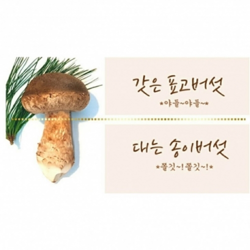 [선물세트 프리미엄 ]송화버섯 최고급형 1kg 효도상품,선물세트,아침뜰, 무료배송,!