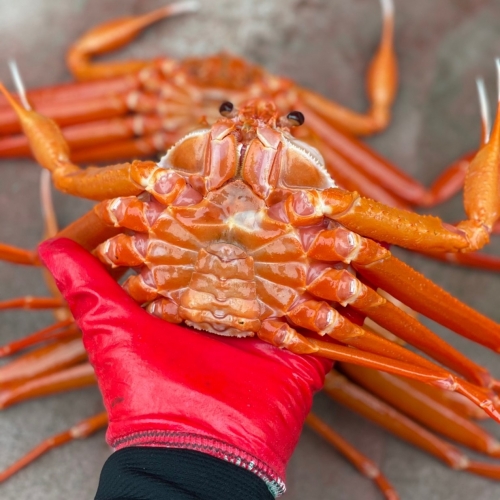 백년손님 후포리 자숙 홍게 중자, 8미내외 마리당 400g내외, 총무게 3.2kg내외, 수율80% 제철, 무료배송,!