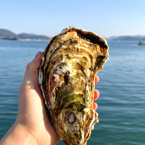 365일 내내 즐길 수 있는 대왕굴 삼배체굴 개체굴 1kg!