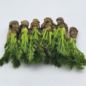 참두릅 입맛을 돋궈주는 향긋한 두릅세트 27주,*